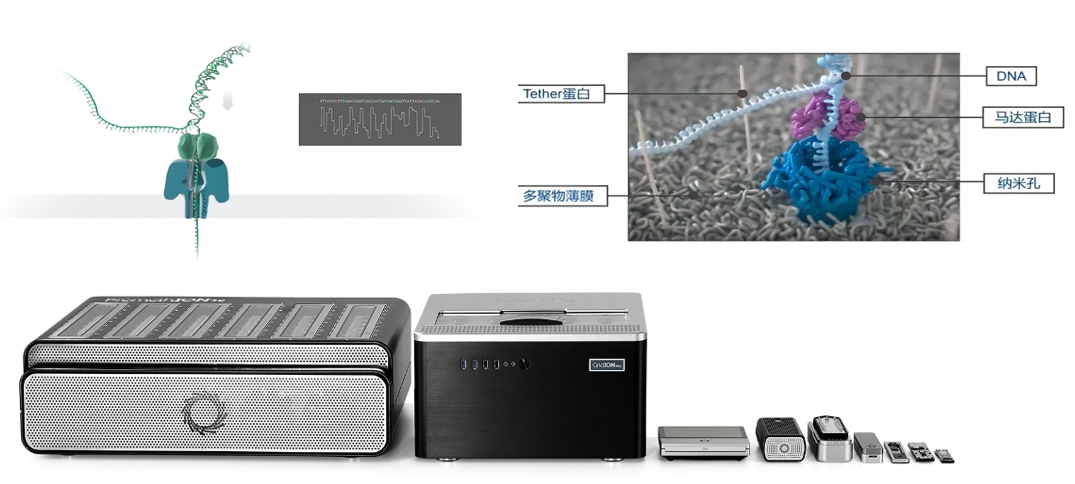 Nanopore测序原理示意图和机型.png