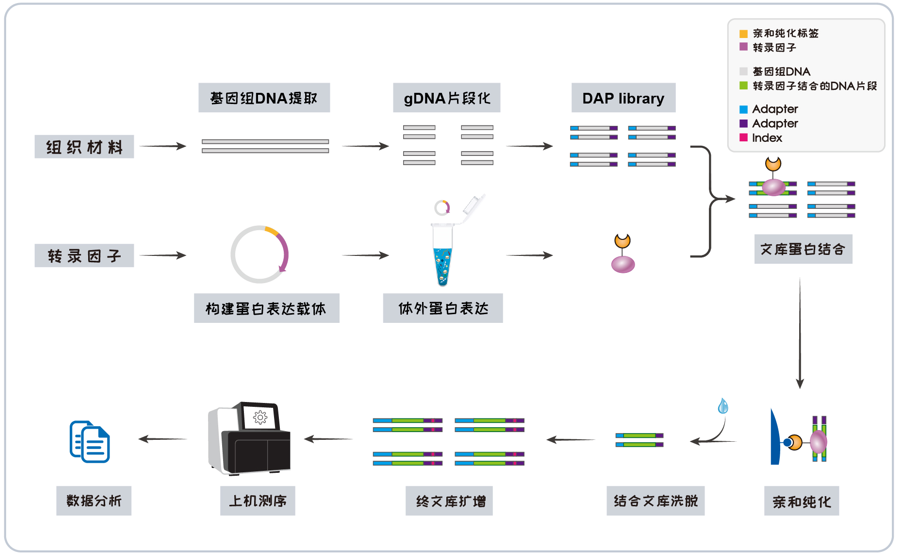 DAP-seq_copyJLKX.png