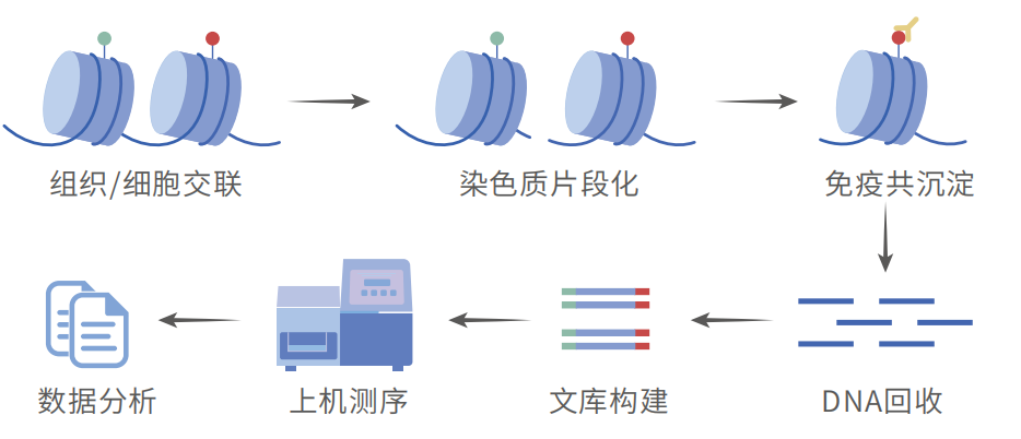 ChiP-seq_copy_JLKX.png